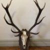 MIT30 Vintage German Antlers and Skull