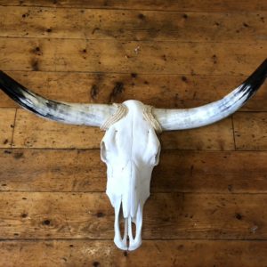MIT31 Vintage Texas longhorn and skull