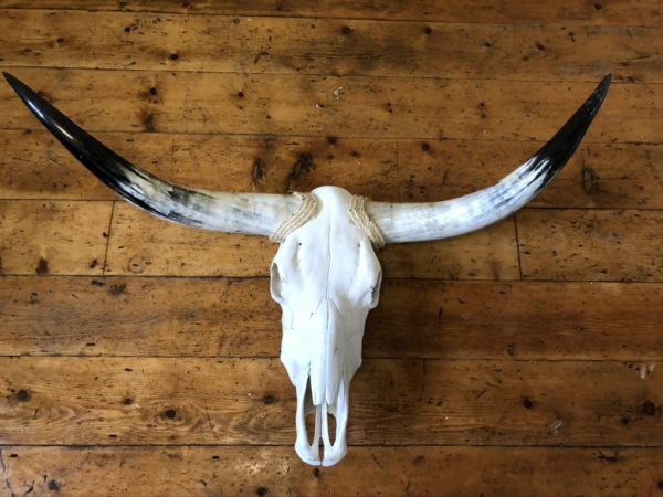 Vintage Texas Long Horn and Skull