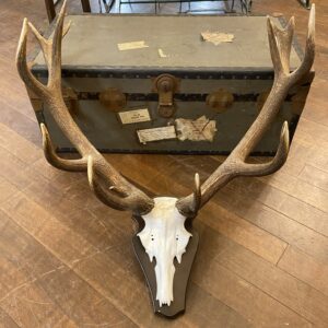 Vintage Stag Horn