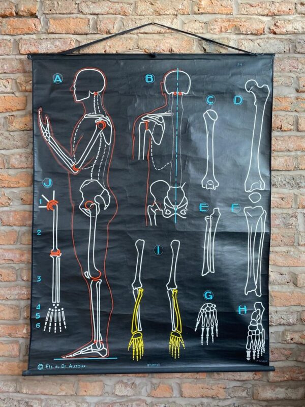 Mid Century French Scientific Poster Diagrams Depicting Bones and Joints of a Human