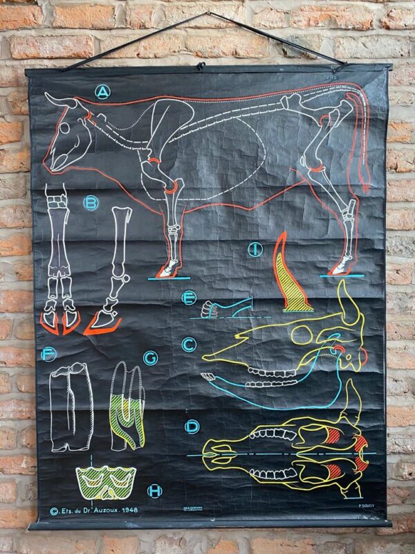 Mid Century French Scientific Poster Diagrams Depicting a Cow’s Skeleton