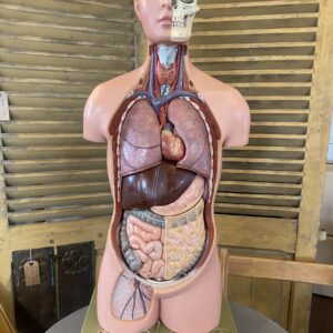 Mid Century Anatomical Figure
