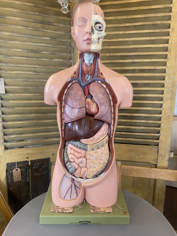 Mid Century Anatomical Figure