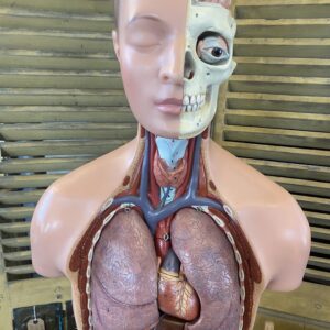 Alternative view of Mid Century Anatomical Figure