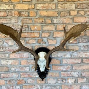 Stag Antlers Mounted with Skull