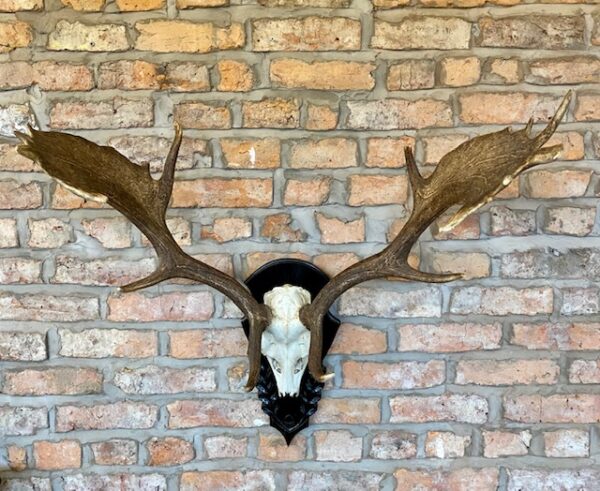 Stag Antlers Mounted with Skull