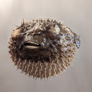 Alternative view of Puffer Fish
