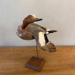 Alternative view of French Taxidermy Duck
