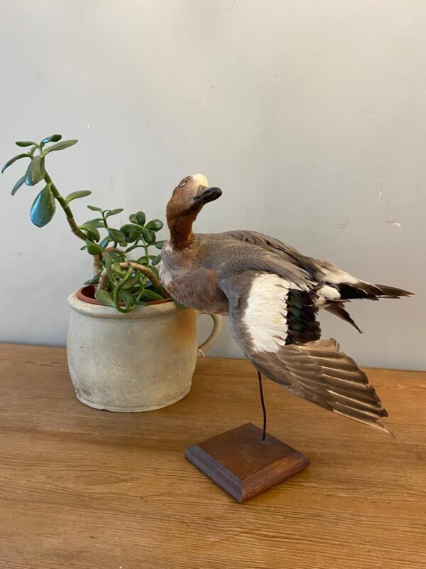 French Taxidermy Duck