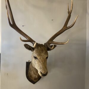 Alternative view of Vintage Highland Stags Head '11 Pointer'