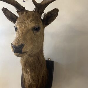 Vintage Highland Stags Head '11 Pointer'