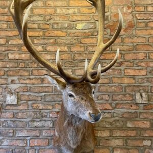 Majestic ’16 Pointer’ Stags Head Taxidermy