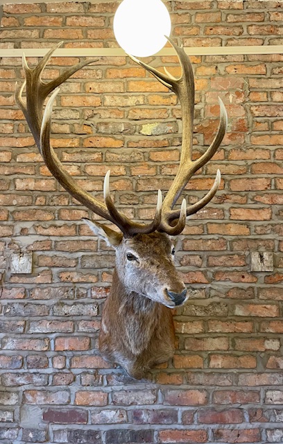 Majestic '16 Pointer' Stags Head Taxidermy