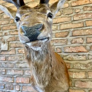 Alternative view of Majestic '16 Pointer' Stags Head Taxidermy