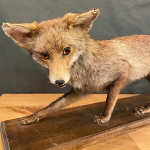 Alternative view of Vintage French Taxidermy Fox