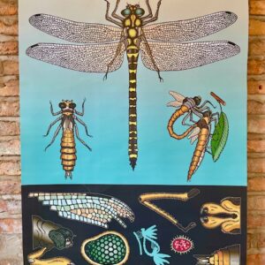 Retro School Poster Depicting a Dragonfly