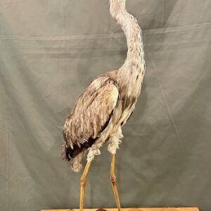 Taxidermy Heron