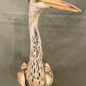 Alternative view of Taxidermy Heron