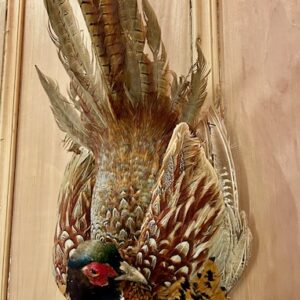 Alternative view of Mid Century Taxidermy Cock/Pheasant