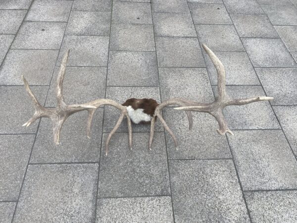 Vintage Sixteen Point Antlers