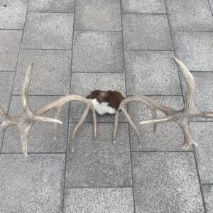 Alternative view of Vintage Sixteen Point Antlers