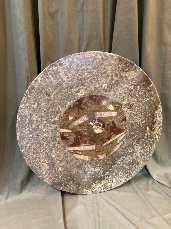 Rare Granite Table Top With Ammonite Motif