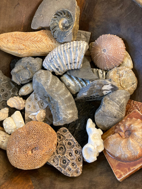 Vintage Assorted Fossils and Reliefs