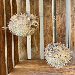 Decorative Puffer Fish