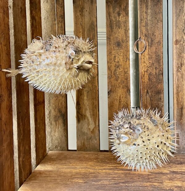 Decorative Puffer Fish