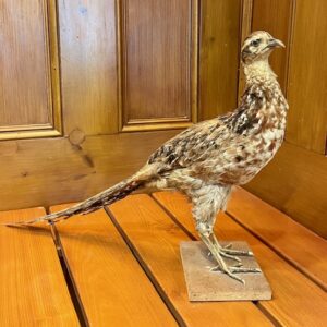 French Taxidermy Female Pheasant