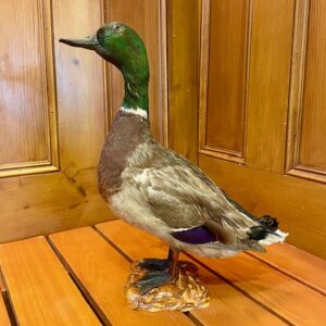 French Mallard Taxidermy Figure on Mount