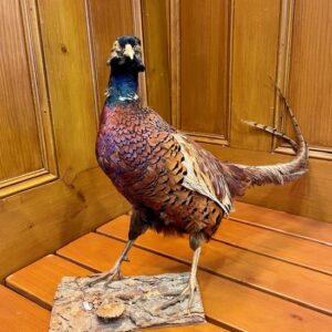 French Taxidermy Ringneck Pheasant on Natural Mount