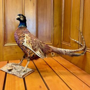 Alternative view of French Taxidermy Ringneck Pheasant on Natural Mount