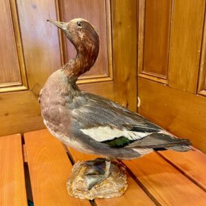 French Taxidermy Wood Pidgeon on Mount