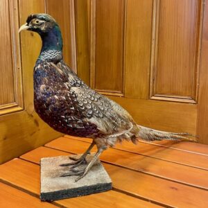French Taxidermy Pheasant on Mount