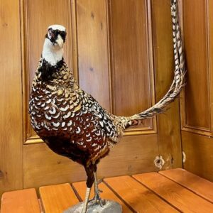 French Taxidermy Reeves Pheasant