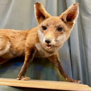 French Taxidermy Fox