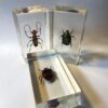 Vintage Entomology Exhibits