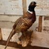 Vintage Taxidermy Pheasant, Mounted