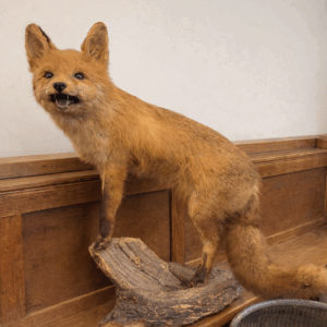 Vintage Taxidermy Fox