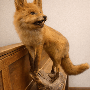 Vintage Taxidermy Fox