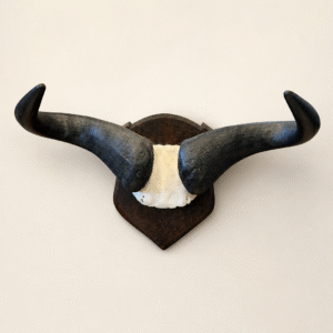 Vintage Mounted Wildebeest Horns