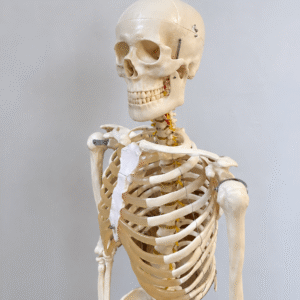 Vintage Fully Articulated Anatomical Model