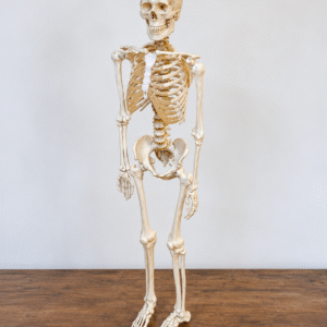 Vintage Fully Articulated Anatomical Model