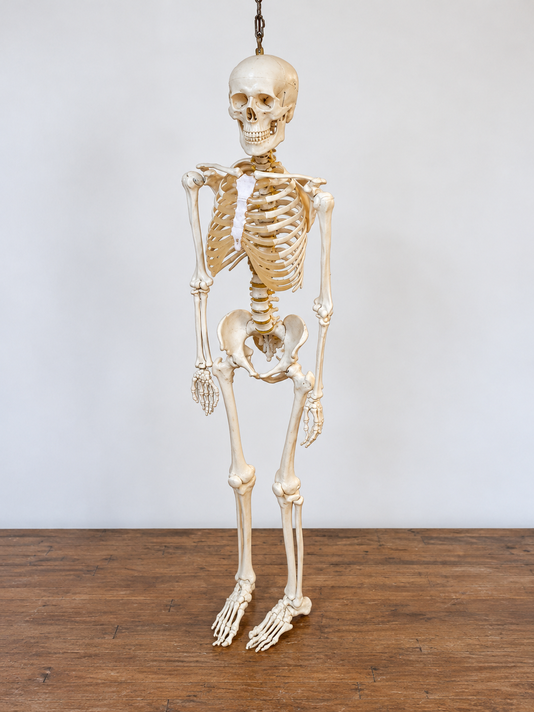 Vintage Fully Articulated Anatomical Model