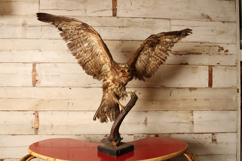 19th Century Taxidermy Hawk