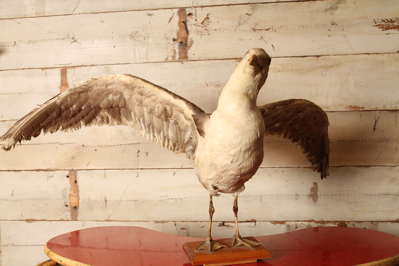 19th Century Taxidermy Seagull