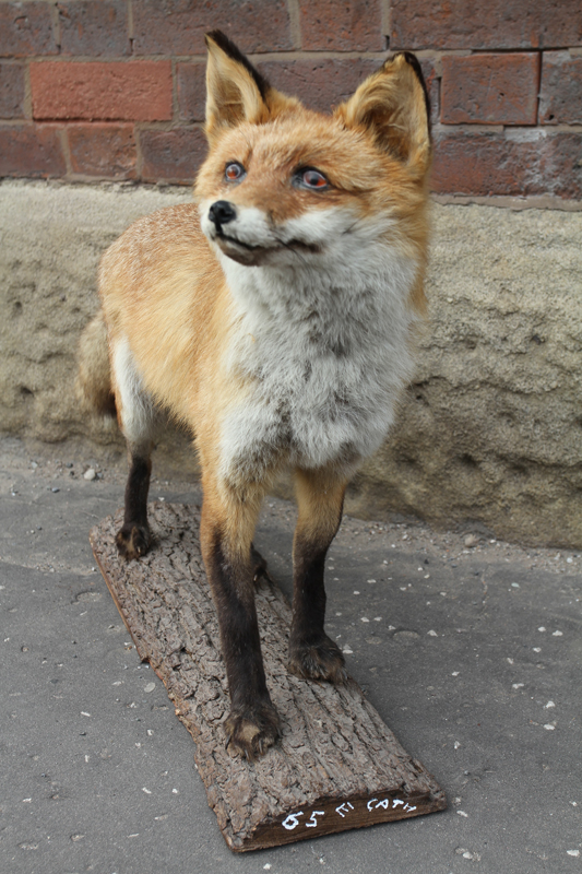 Mid Century Taxidermy Fox
