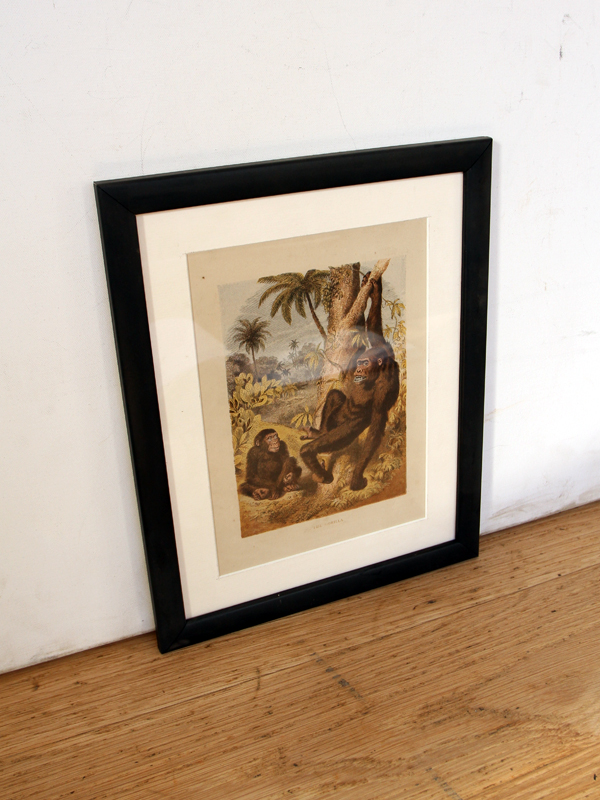 Late Victorian Hand Coloured Fauna and Flora Painting